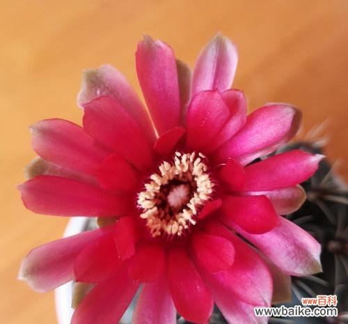 揭示仙人球寓意的深刻内涵及其在生活中的应用价值 仙人球