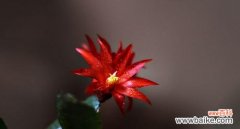 揭开仙人掌花的花语之谜与美丽传说 探秘仙人掌花的花语与神秘魅力