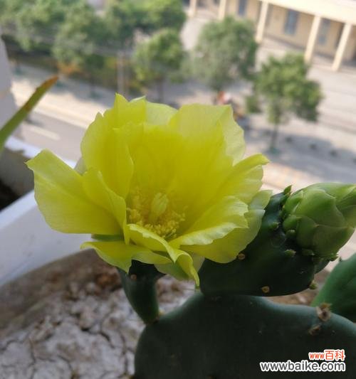 探索生命坚韧与适应的奥秘 仙人掌的寓意与启示