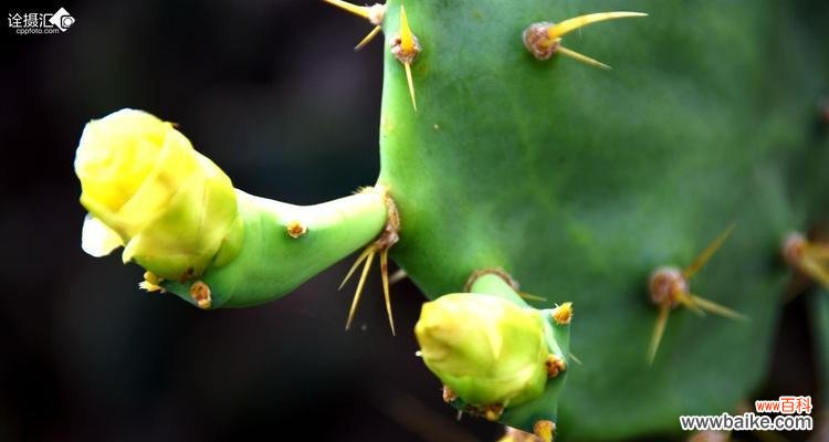探索生命坚韧与适应的奥秘 仙人掌的寓意与启示