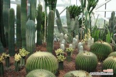 探秘仙人掌的奇妙象征意义 仙人掌的寓意与象征风水