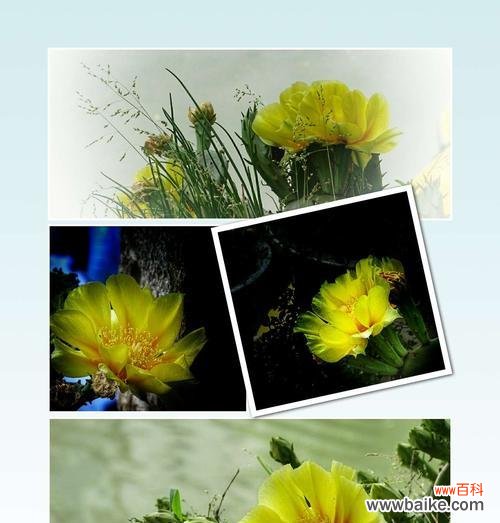 解析仙人掌的神秘符号与意义 探秘仙人掌的隐藏花语