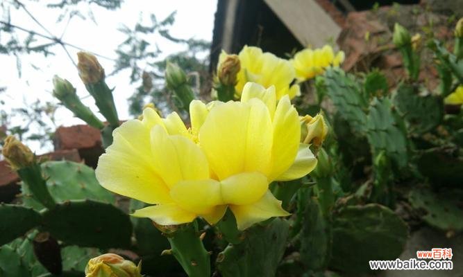 解析仙人掌的神秘符号与意义 探秘仙人掌的隐藏花语