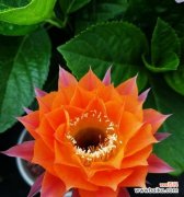 解析仙人掌的神秘符号与意义 探秘仙人掌的隐藏花语