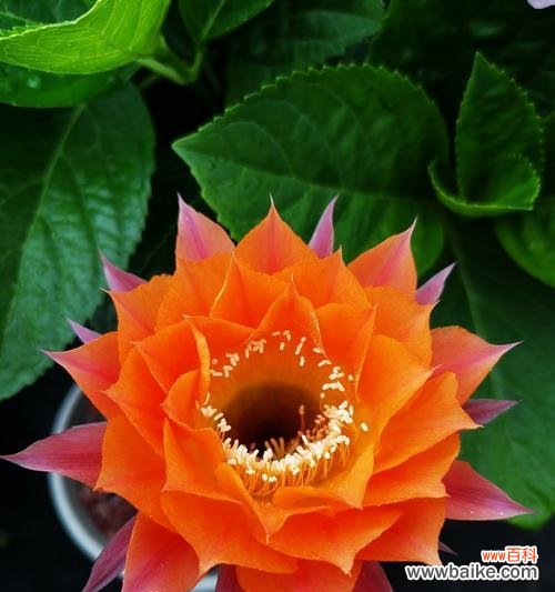 解析仙人掌的神秘符号与意义 探秘仙人掌的隐藏花语