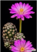 探寻仙人掌开花的奥秘，感悟生命的真谛 仙人掌开花的寓意