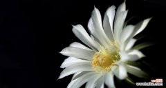 仙人掌的花开，启示心中的芬芳 仙人掌开花的花语