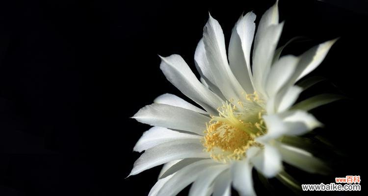 仙人掌的花开，启示心中的芬芳 仙人掌开花的花语