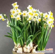 探索植物中蕴含的文化和历史 植物的象征传承之旅