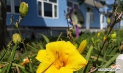 以植物为媒介 象征精神的植物