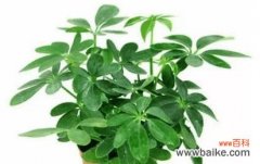 传统文化中的幸运象征植物与当代人的生活 拥抱幸运，以象征好运的植物为伴