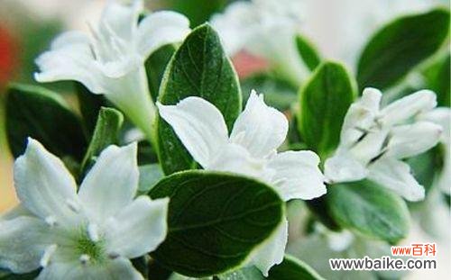 探寻象征纯洁爱情的植物的美丽秘密 爱情花园中的纯洁之花