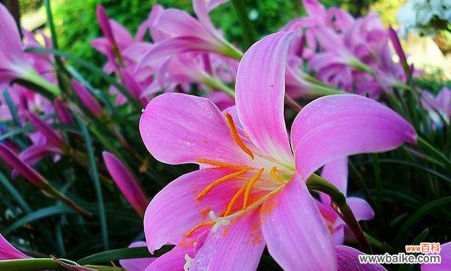 探寻自然之美 纯洁的植物世界