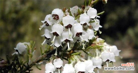 探索植物王国中的独特品质 勇敢而独立的植物世界