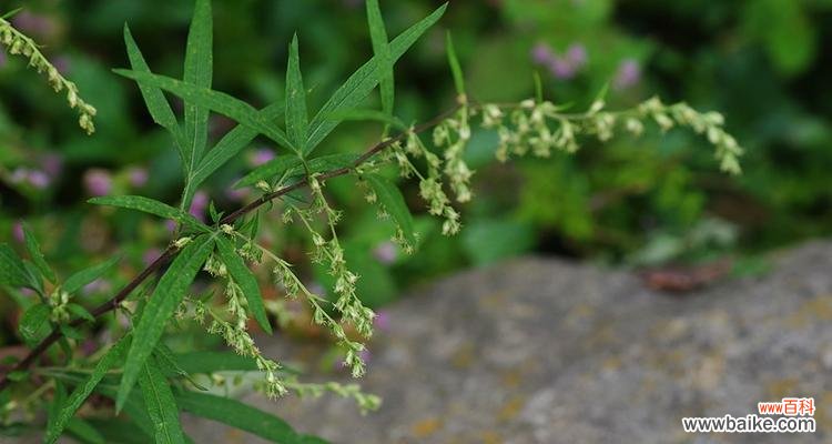 探索象征奉献的植物之美 植物世界中的奉献者
