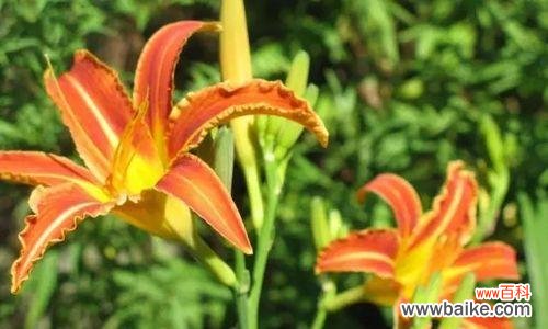 探索植物世界中的父爱之光 父爱象征的植物——致敬无私奉献的父亲