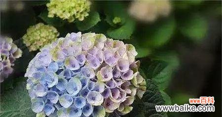 以植物为媒介 植物象征父母之爱的意义与表达方式