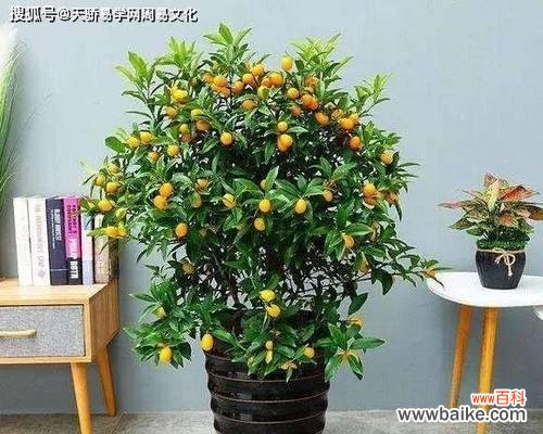 揭秘招财进宝的奇特植物世界 象征富贵的植物