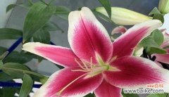 以植物为媒介传达和平的价值观 和平的象征