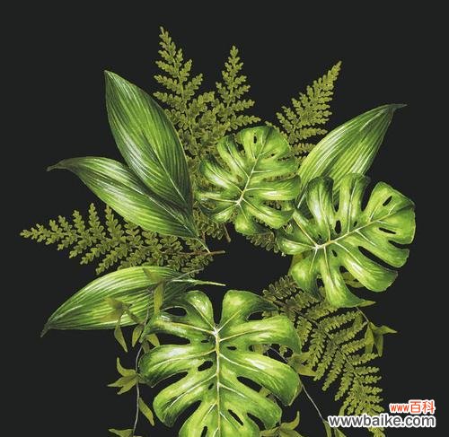 探索神秘的植物王国 黑暗中的花园