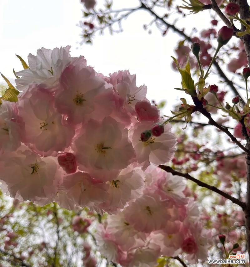 就像春天的花语是什么?哪种花象征着春天的到来?