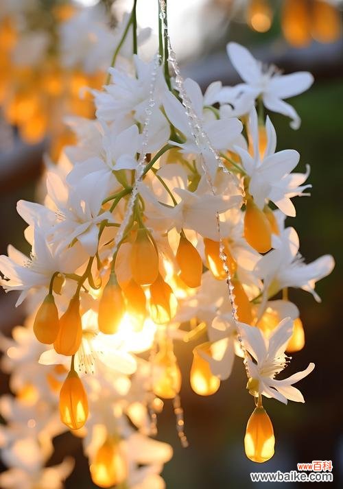 就像春天的花语是什么?哪种花象征着春天的到来?