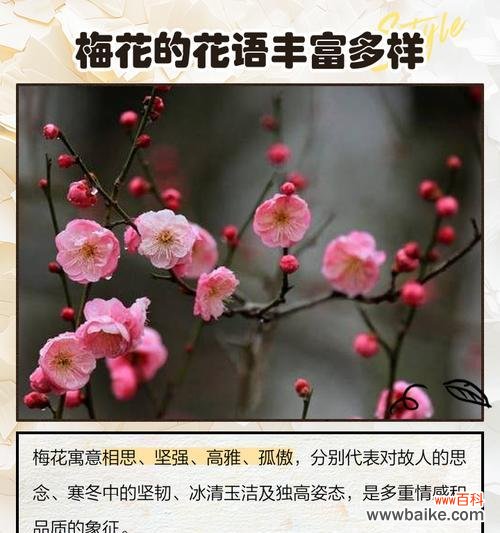 梅花的花语有哪些?品种特点和功效是什么?