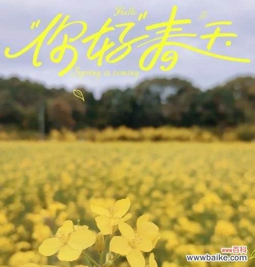 关于前程的花语是什么?哪种花象征着美好的未来?