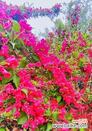 关于前程的花语是什么?哪种花象征着美好的未来?