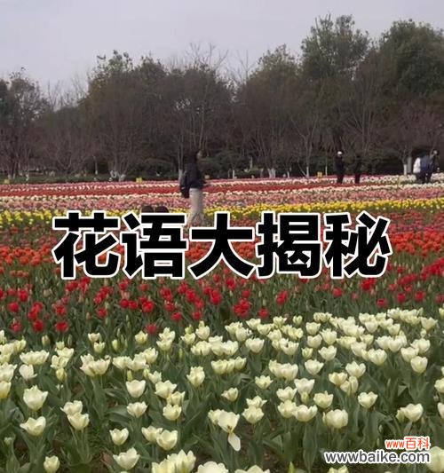 哪种花的花语是闪闪惹人爱?它传递了哪些情感?