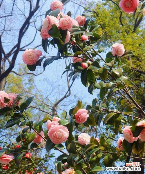 白竹石花的花语是什么?它象征着什么?