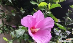 白竹石花的花语是什么？它象征着什么？