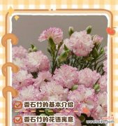 仙女石竹的花语是什么？它代表了什么寓意？