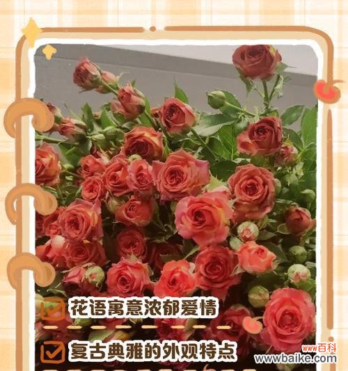 调香师玫瑰的花语寓意是什么?