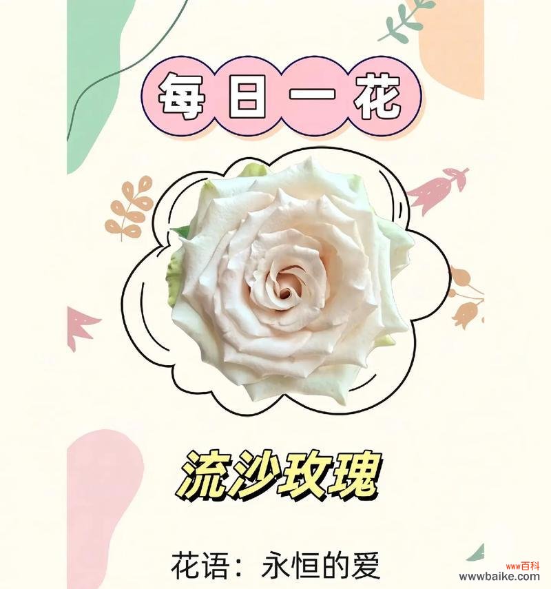 调香师玫瑰的花语寓意是什么?