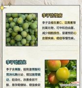 空心李子的花语有何含义？