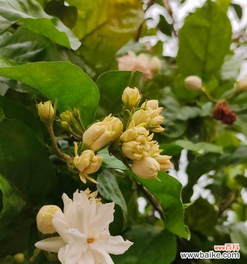 耐冬开花的寓意和花语有哪些?