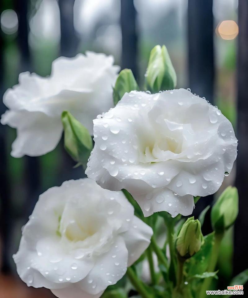 耐冬开花的寓意和花语有哪些?