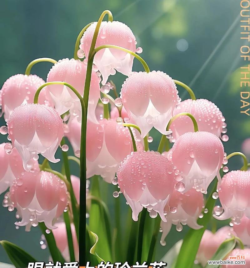 耐冬开花的寓意和花语有哪些?