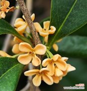 桂花的花语品种是什么？不同品种桂花的寓意有何不同？