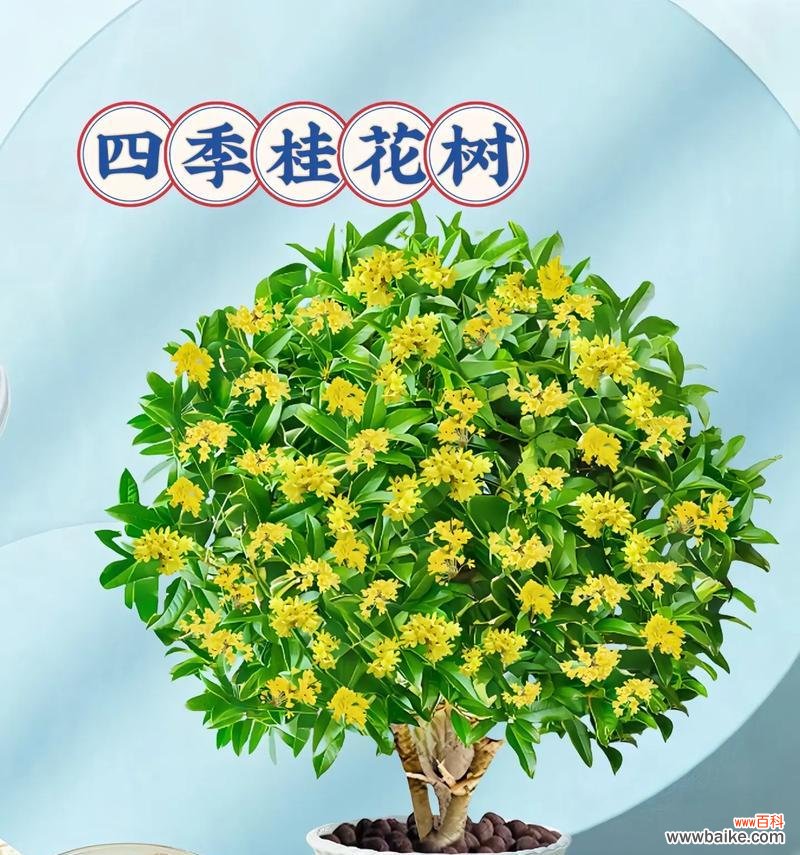 桂花的花语品种是什么?不同品种桂花的寓意有何不同?
