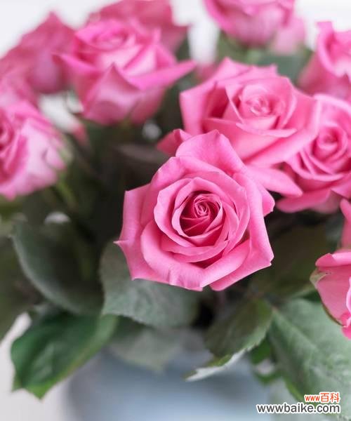 道具骄傲的花语有何深意？它代表了哪种情感？