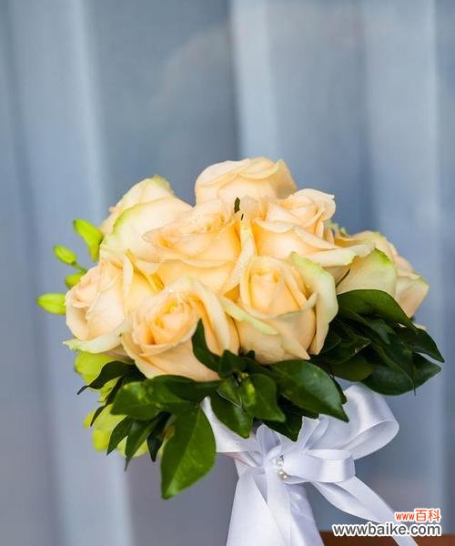 香槟玫瑰20朵的花语和寓意是什么?它们代表了什么?