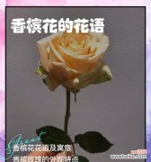 香槟玫瑰20朵的花语和寓意是什么？它们代表了什么？