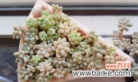 帕米尔玫瑰多肉的寓意是什么？