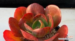 帕米尔玫瑰多肉的寓意是什么？