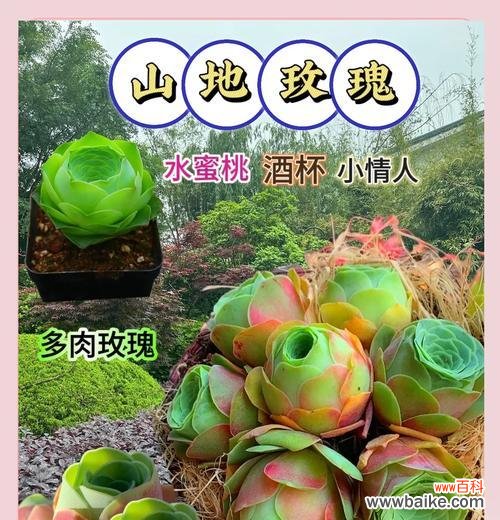 帕米尔玫瑰多肉的寓意是什么？