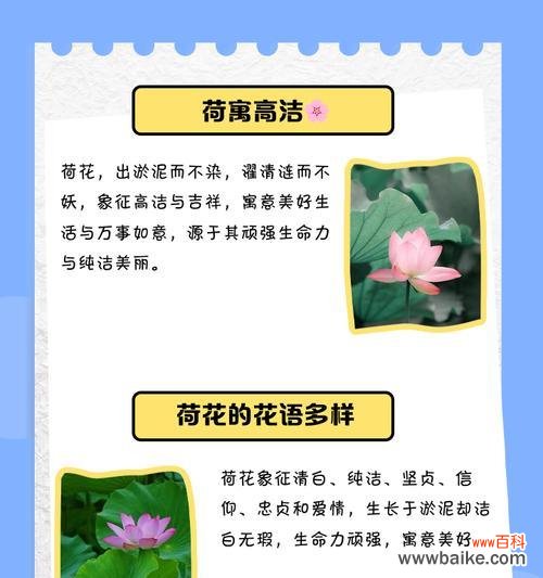 冰荷花的花语通常表达什么？