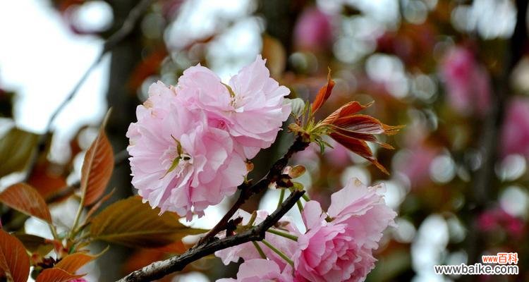 娇艳如云的樱花带来的心灵感悟 樱花的美丽与含义
