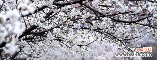 探索樱桃花的内涵与文化象征 樱桃花的寓意与象征